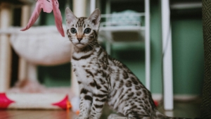 silver bengal cat